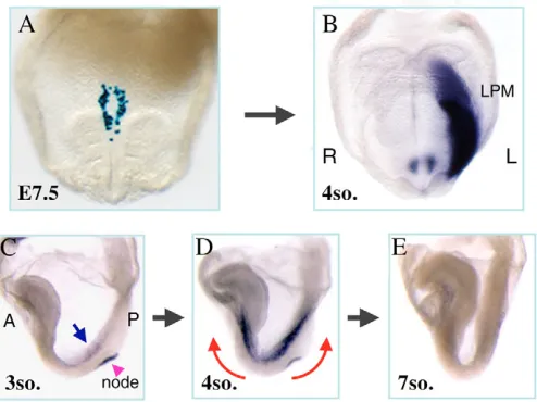 Fig. 6. Dynamic expression pattern of Nodala small region at the level of the node (purple arrow) at the two- tothree-somite (s) stage at E8.0
