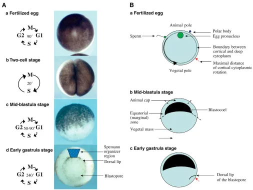 Fig. 1. Characteristics of Xenopus laevis early development. (A) The different cell cycles and the external appearance of (a) the fertilized egg,