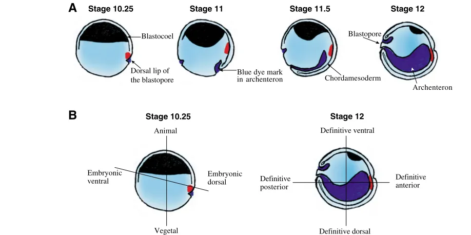 Fig. 2. The relationship of the embryonic dorsal axis to the deﬁnitive dorsal axis. (blastocoel, enclose a new cavity (the archenteron) and move cells into new positions