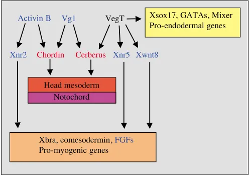 Fig. 3. The endodermal regulatory network. VegT activates thetranscription of pro-endodermal transcription factors, including Xsox17,GATA5 and Mixer, and of signaling molecules, including Xnr5, Wnt8and the signaling antagonist cerberus