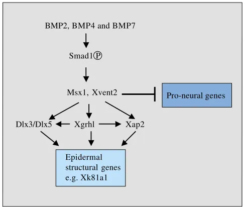 Fig. 5. The neural regulatory network. Animal cells are directedtowards a neural fate beginning at the late blastula stage andcontinuing through gastrulation