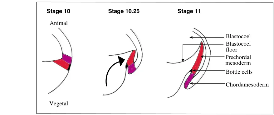 Fig. 6. Cell movements at the dorsal lip of the blastopore during early gastrulation. During the ﬁrst 2 hours of gastrulation, the vegetalmass undergoes an active inward surging (black arrow) in the animal direction, such that the animal part of the vegeta