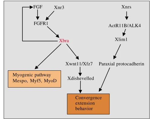 Fig. 7. The central role of Xbra in convergence extension andsomite formation. FGF activates pathways through FGFR1 and Xbra,leading to convergence extension movements and myogenicspeciﬁcation