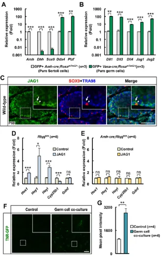 Fig. 6. Germ cells are the ligand expressing cells.mTmG/+