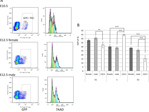 Fig. 2. Cell cycle analysis of E10.5 and E12.5 PGCs. (A) Cells containing PGCs obtained from the Oct4-deltaPE-GFP transgenic embryos at E10.5 andflow cytometry (right panels)