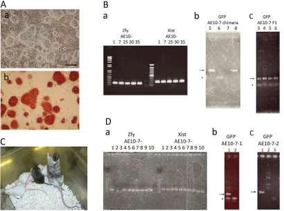Fig. 6. Establishment of germline-competent EGC lines from AKT-MER transgenic PGCs.and 8 in b) and four pups of chimeric mouse 8 (3-6 in c) had the GFP transgene