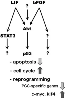 Fig. 7. Signaling pathways involved in the reprogramming of PGCs intoEGCs. AKT might be one of multiple downstream targets of bFGF and LIF, butpathways independent of AKT should also be activated by LIF and bFGF.Previous studies demonstrated that p53 and S