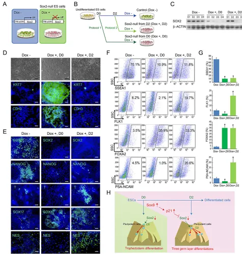 Fig. 8. Knockout of Sox2protocol 1 or protocol 2 conditions, and stained for SSEA1 on day 2 enhances the differentiation into three germ layers