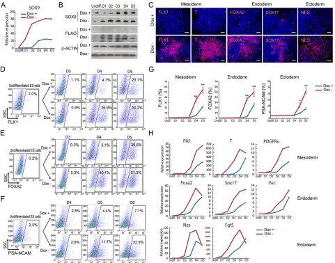Fig. 2. Overexpression of Sox9(control) during ESC differentiation in Dox+ or Doxconditions: FLK1, T (mesoderm); FOXA2, SOX17 (endoderm); and NES (ectoderm)
