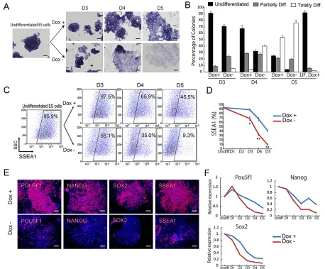 Fig. 4. Overexpression of Sox9 decreases the expression of pluripotency markers in early differentiating ESCs