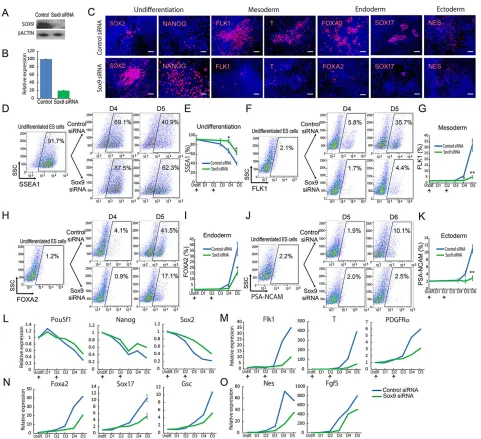 Fig. 5. Blocking the activation of endogenous Sox9experiments (data are mean±s.e.m.; *( represses the differentiation of ESCs