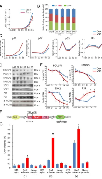 Fig. 6. p21(D) Examples of western blots detectingPOU5F1, NANOG, SOX2, P21 and(control) in SOX9-inducible ESCs cultured inDox+ (control) or DoxDox+