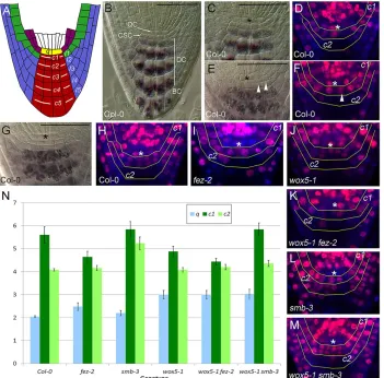 Fig. 1. Quantitative analysis of root cap development. (A) Diagrammatic representation of the wild-typeArrowheads indicate recently divided cells