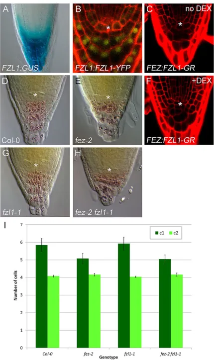 Fig. 2. The role of FEZ and FZL1 in stem cell divisions. Asterisks indicatefzl1-1in median sections was counted,the position of q