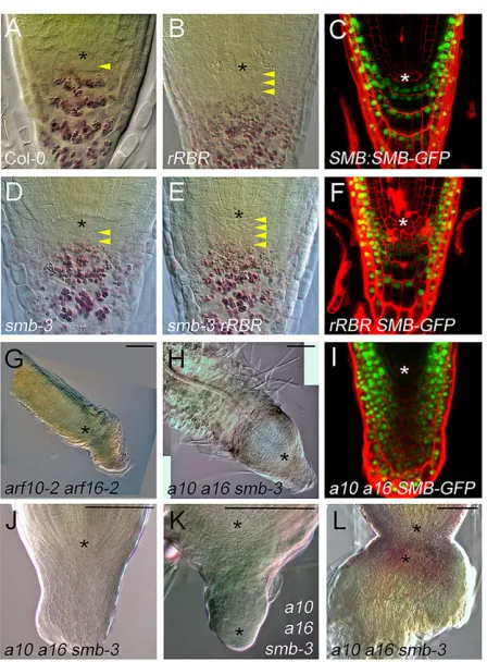 Fig. 4. Parallel pathways control stem cell differentiation in the root cap.Asterisks indicate the position ofwith CSC-like morphology