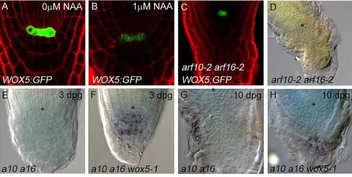 Fig. 5. Auxin and WOX5 regulate root capdevelopment in parallel.wox5-1 Asterisks indicatethe position of q