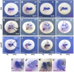 Fig. 4. Effects of Otx2 mutants on eye marker genes.