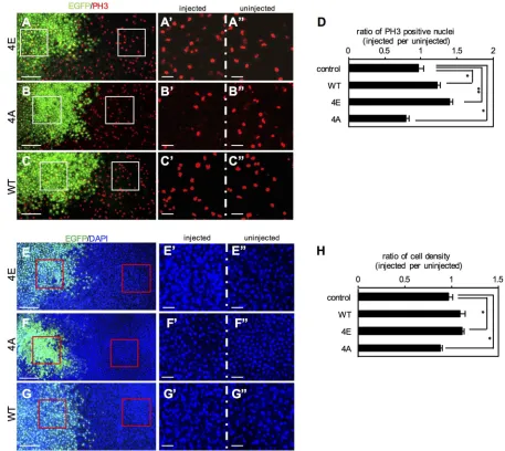 Fig. 5. Phosphomimetic Otx2-4E stimulates cell proliferation. (A-C) mRNA for Otx2-4E (A), -4A (B) or -WT (C) together with EGFP as a tracer was injected into*and five to seven embryos were analyzed for calculating the mean ratio (and s.e.m.) of the number 