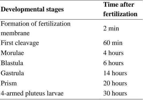 Figure 3: The developmental stages of morulae to 4-armed pluteus larvae 