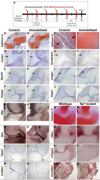 Fig. 1. Molecular changes at the joint inimmobilized chick embryos show similarSpthrough the knee joint