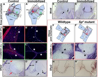Fig. 2. Canonical Wnt signaling is downregulated in the knee joint of immobilized embryos