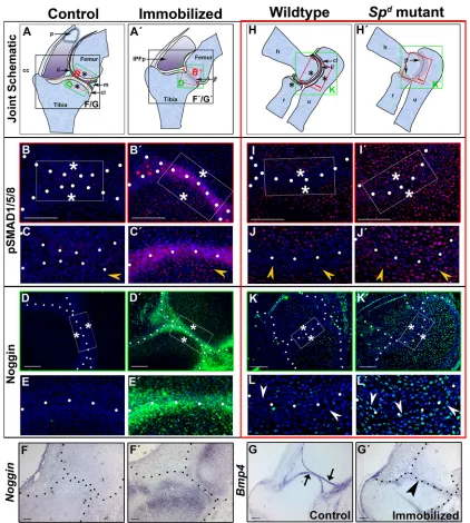 Fig. 3. BMP signaling at the joint is altered in the absence of mechanical stimulation in chick and mouse