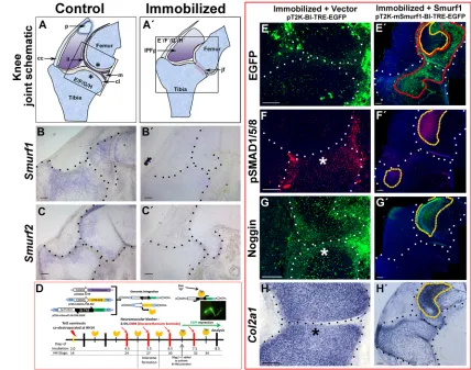 Fig. 4. Misexpression of mouse Smurf1in situcontrol and immobilized HH36 chick knee joint