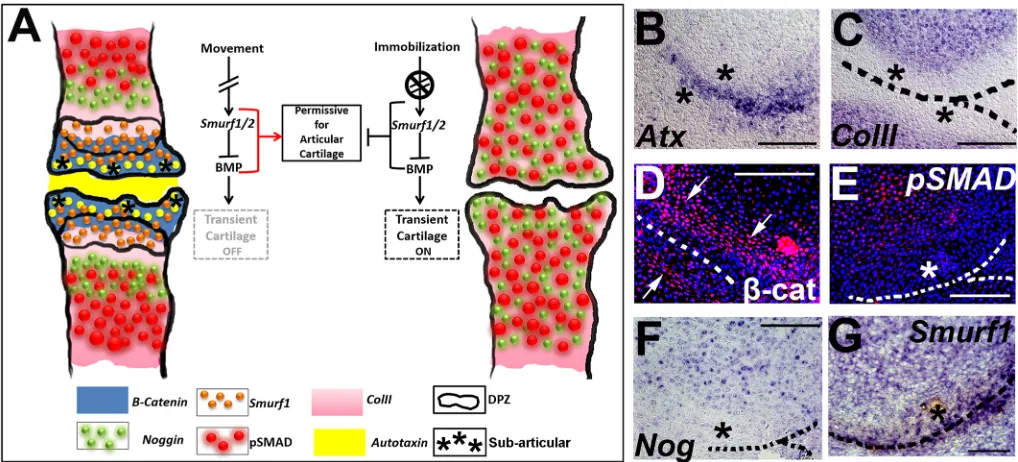 Fig. 5. Definition of joint territories requires integration of molecular and mechanical cues