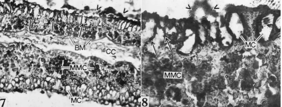 Figure 5: Intense ALPase reaction in receptor cells (RC) (solid arrows), MC (arrow heads) and BC