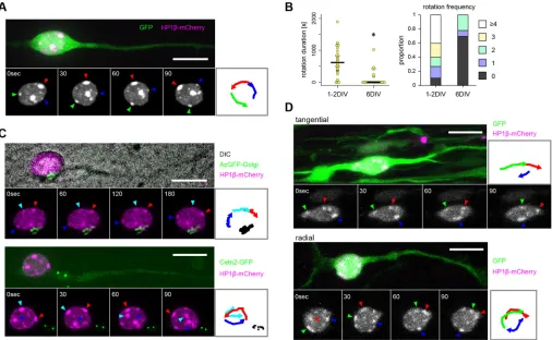 Fig. 1. The nucleus rotates in migrating GCGs. (A) Time-lapse sequences of a migrating CGC expressing GFP (green) and HP1and radial (bottom) migration in organotypic slices
