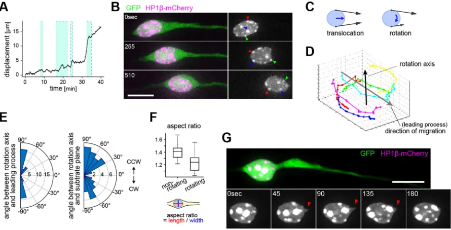 Fig. 2. The nucleus rotates toward the direction of its translocation. (A) Nuclear translocation and rotation in a migrating CGC plotted against time
