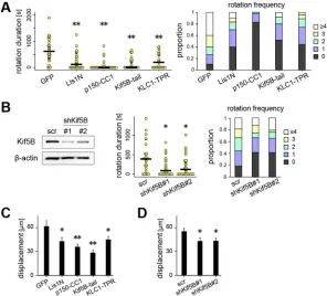 Fig. 4. Inhibition of actin and of microtubules differentially affect nuclear movements