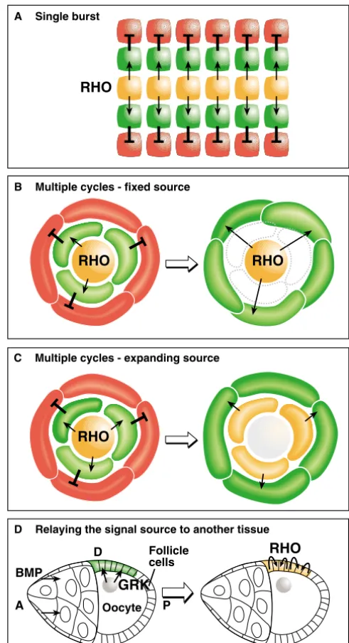 Fig. 2. Different modes of EGFR signaling. Although the samecanonical EGFR signaling pathway is used in numerousdevelopmental settings, subtle alterations in its regulatory circuitrylead to distinct modes of signaling