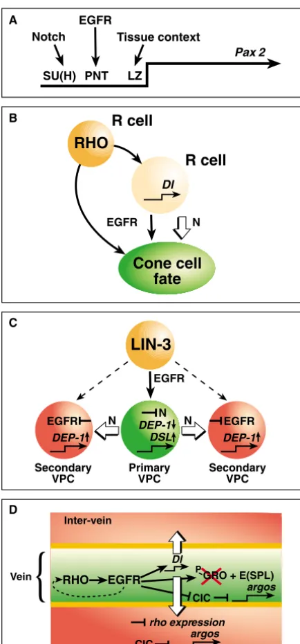 Fig. 3. Diverse interactions between EGFR and Notch signaling.an open arrow. (C) Mutual repression between the EGFR and Notchpathways reﬁnes cell fates during The anchor cell provides the EGFR ligand (LIN-3) to the primaryvulval precursor cell (VPC, green)