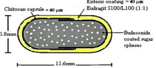 FIGURE 1: SCHEME OF CHITOSAN CAPSULE 