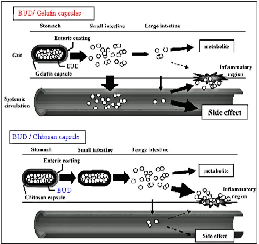 FIGURE 3: COMPARATIVE STUDY OF BUDESONIDE  RELEASE FROM UNCOATED, COATED CHITOSAN 