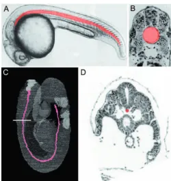 Fig. 1. A comparison of notochords. (A) At 24 hours postfertilisation (hpf), the zebraﬁsh notochord (red) occupies aconsiderable volume of the embryo