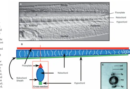 Fig. 4. Structural aspects ofthe notochord. (A) A lateral