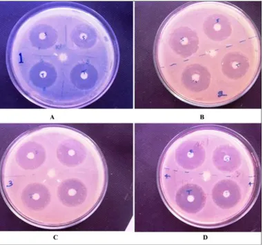 FIG. 7: ANTIMICROBIAL ACTIVITY OF STANDARD DRUG  VS DRUG RELEASE FROM TABLET; 2 h CUMULATIVE DRUG RELEASE VS 100µg/ml, 8 h CUMULATIVE RELEASE VS 200µg/ml, 14 h CUMULATIVE RELEASE VS 300 µg/ml AND 20 h CUMULATIVE RELEASE VS 400 µg/ml