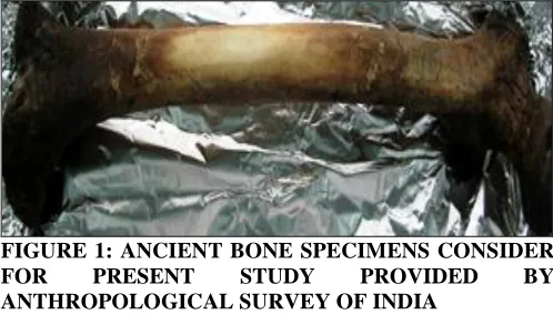 FIGURE 1: ANCIENT BONE SPECIMENS CONSIDER  FOR PRESENT STUDY PROVIDED BY 