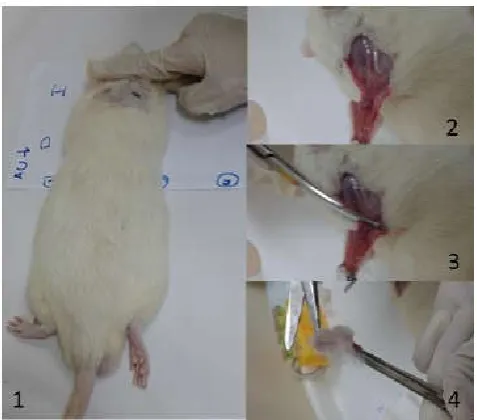 Figure 3. A sequence of images showing the biopsy of rats 