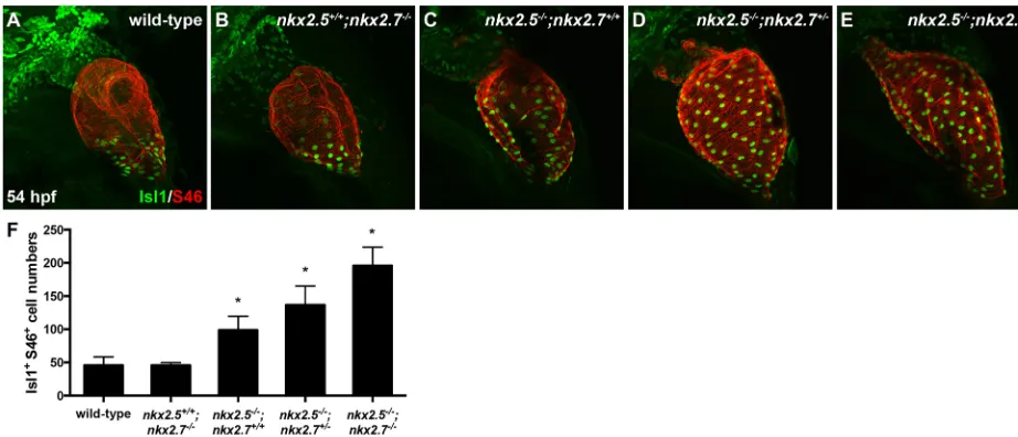 Fig. 4. Nkx genes inhibit Isl1 expression at the sinus venosus. (A-E) Lateral view, anterior towards the top, at 54 hpf in wild-type (A),nkx2.5and S46 (red) demonstrate that Isl1 is restricted to the venous pole of wild-type (A) and nkx2.5+/+;nkx2.7−/− (B)