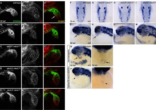 Fig. 5. Nkx2.5 is not required for isl1derepressed in the atrium ofvenous pole and Nkx2.5 expression is absent in this region in wild-type (white arrow) (A-Alateral view, anterior towards the top, at 52 hpf