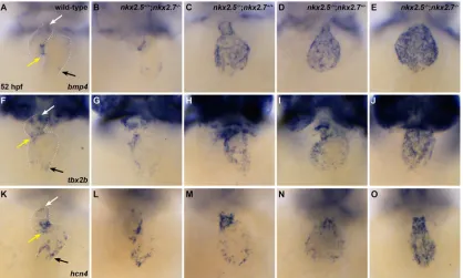 Fig. 8. isl1B and G) embryos leads to downregulation ofand OFT (white arrow) expression