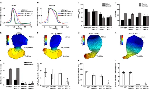 Fig. 9. Nkx genes regulate electrophysiological patterning. (A,B) Representative atrial (A) and ventricular (B) action potentials showing the time courses ofatrial and ventricular action potentials measured as the maximum of the time derivative of the acti