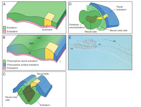 Fig. 2. Neurulation in the developing vertebrate embryo. (A) Neurulation begins with a uniﬁed layer of ectoderm, underneath which lies the endoderm.A single ectomere is shown in yellow