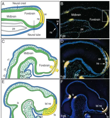 Fig. 3. Neural crest migration andectomere alignment.(A,C,E) Schematics of a developingchick embryo illustrating neural crestmigration during craniofacialdevelopment