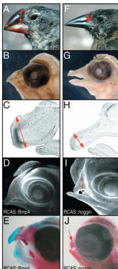 Fig. 4. Bmp4 expression levels control beak depth and height.(A,B) Large ground ﬁnches have thick, broad and long beaks.(C) The embryonic beak of a ground ﬁnch exhibits high Bmp4expression levels, which promote chondrogenesis and thereforeincreased beak he