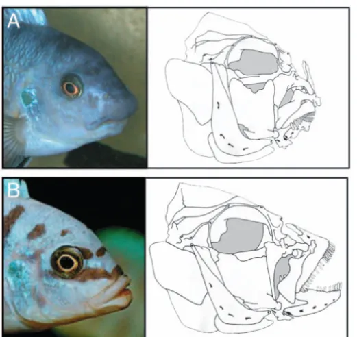 Fig. 5. Morphological differences between jaws of cichlids. (A) Theriver-dwelling cichlid Metriaclima zebra (left) has a jaw structure(right) that is well-suited for sucking