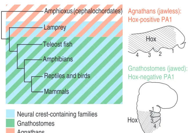 Fig. 6. Hox expression in agnathans andgnathostomes. (A) Correlations between Hoxexpression and jaw development in chordates